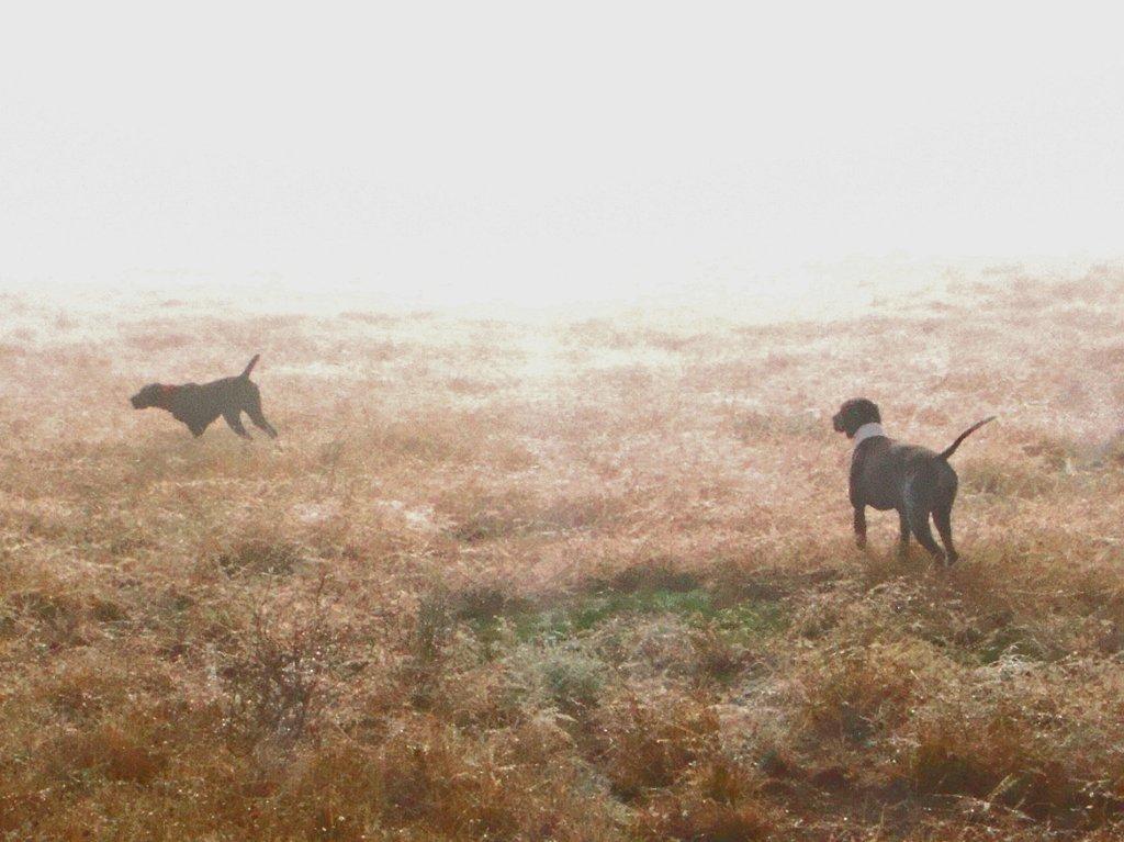 Gemma points Opal Backs  in the early morning fog.jpg